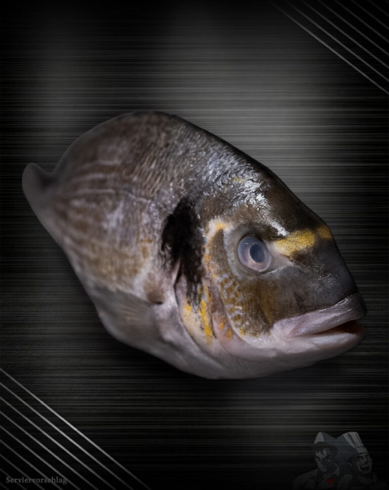 Dorade Royal aus der Türkei