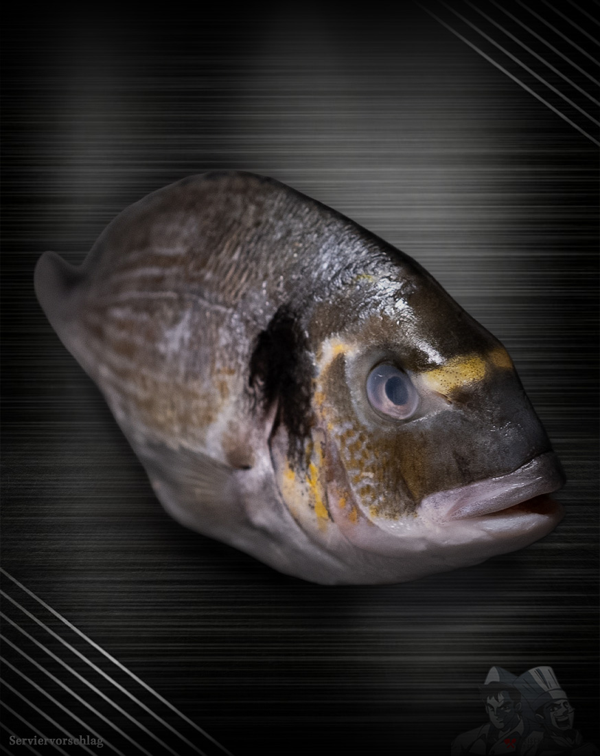 Dorade Royal aus der Türkei Dorade Royal aus der Türkei