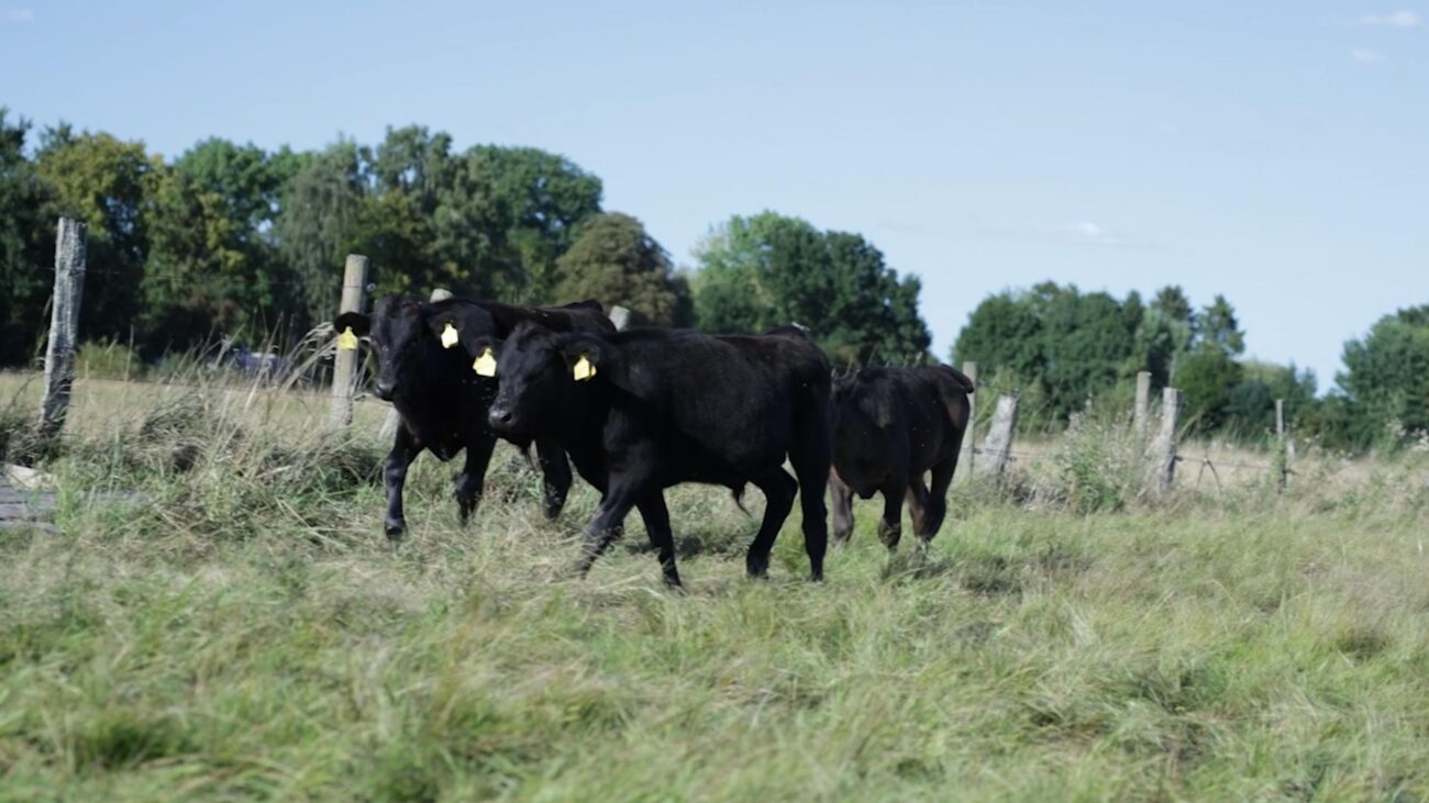 Wagyu aus Deutschland Rinder auf Weide
